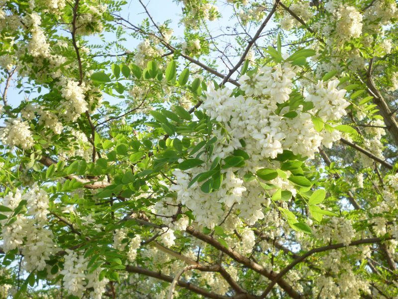 ジェンヌの花束 認定製品 食の3重丸