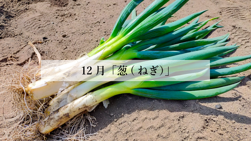体に効く食薬ごはん 12月『葱（ねぎ）』