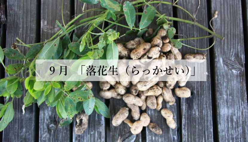 **体に効く食薬ごはん**<br> 9月「落花生(らっかせい)」