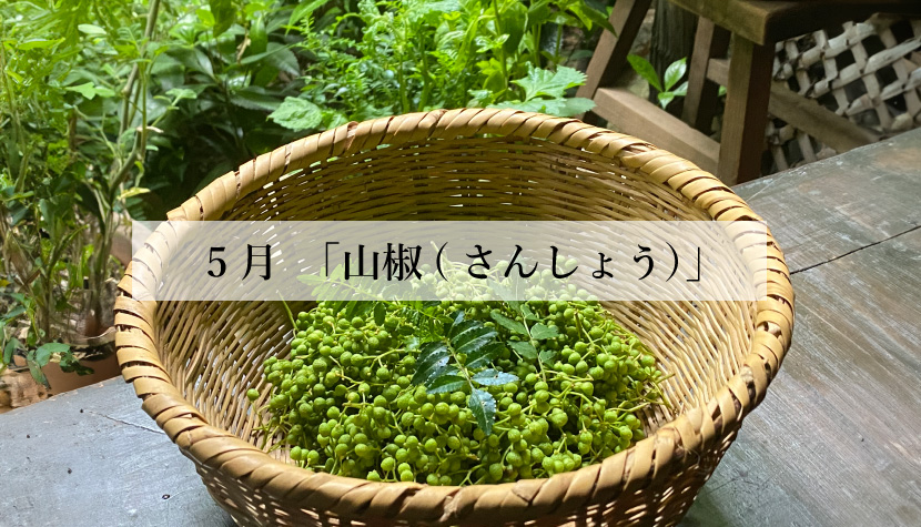 体に効く食薬ごはん 5月『山椒(さんしょう)』