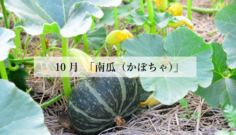 **体に効く食薬ごはん**<br> 10月「南瓜(かぼちゃ)」