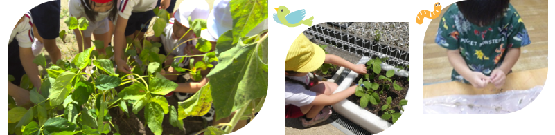 種うえ・植替え