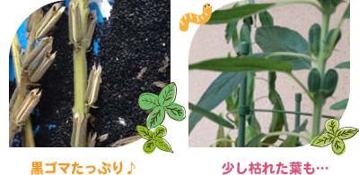 ごま栽培