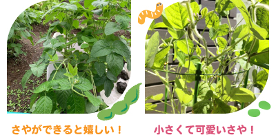 大豆の着莢(ちゃっきょう)