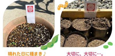 大豆の種まき