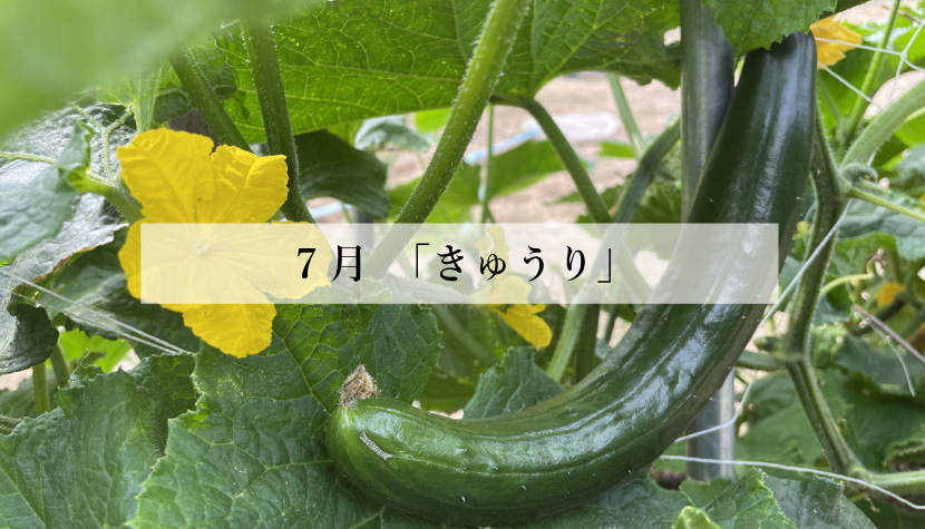 体に効く食薬ごはん Br 7月 きゅうり 食のおはなし 食の3重丸