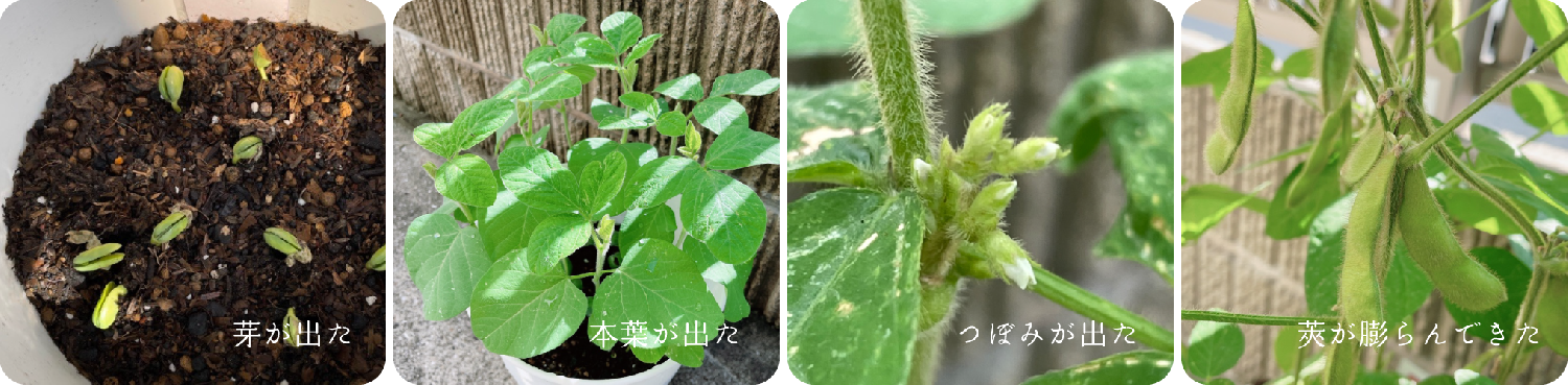 大豆栽培の様子