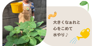 大豆の着莢(ちゃっきょう)