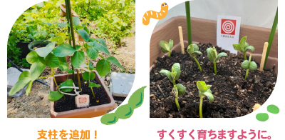 大豆の発芽