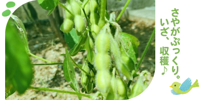 大豆の収穫