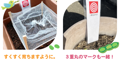 大豆の種まき