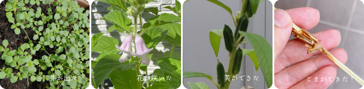 ごま栽培の様子