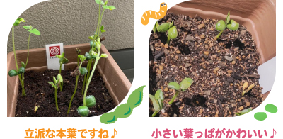 大豆の発芽