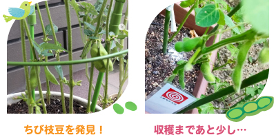 大豆の着莢(ちゃっきょう)