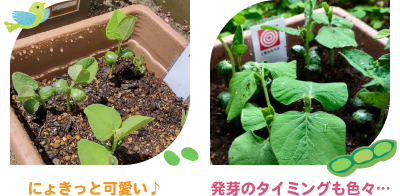 大豆の発芽