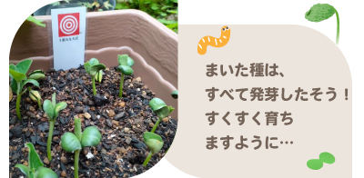 大豆の発芽