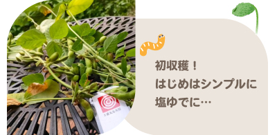 大豆の収穫