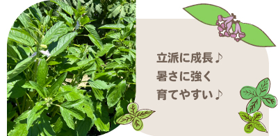 ごま栽培