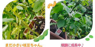 大豆の着莢(ちゃっきょう)
