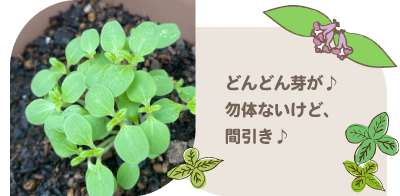 ごま栽培
