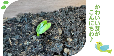 大豆の発芽