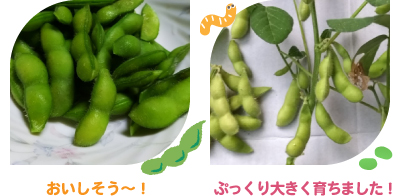 大豆の収穫