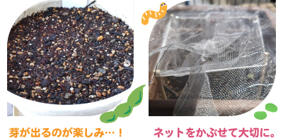 大豆の種まき